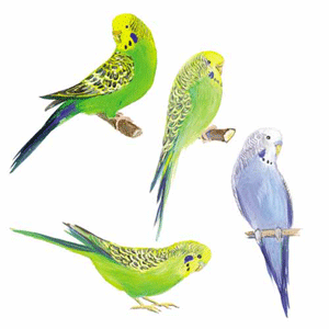 Раскраска попугайчиков