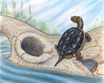 Предположительный внешний вид черепахи рода Boremys. Изображение Brian T. Roach, Yale Peabody Museum