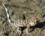 Сцинковый геккон